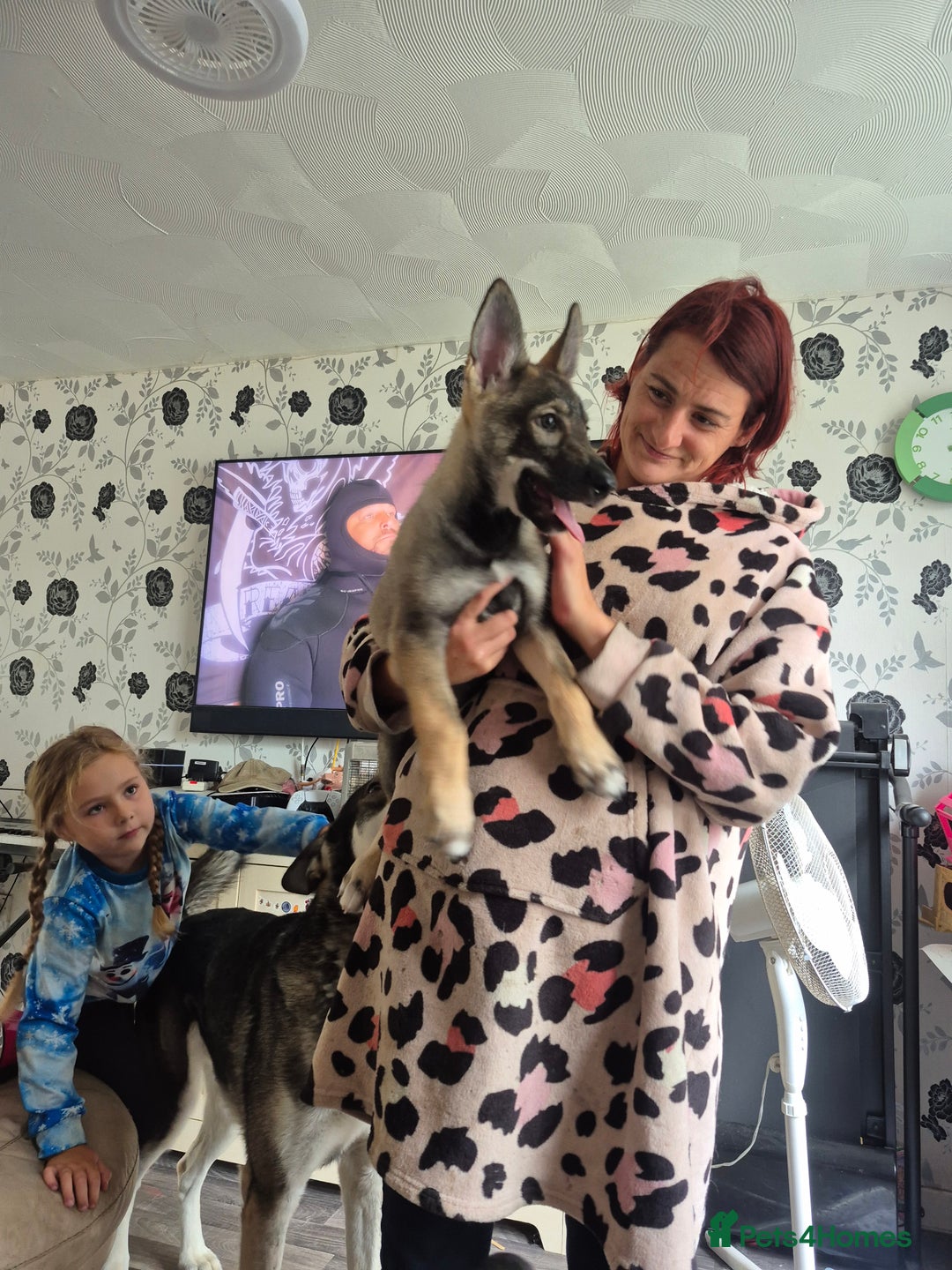 Mixed Breed dogs for sale: Wolf puppys for sale  - Advert 3