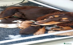 Cocker Spaniel dogs for sale: One tri colour girl looking for forever home - Image 6