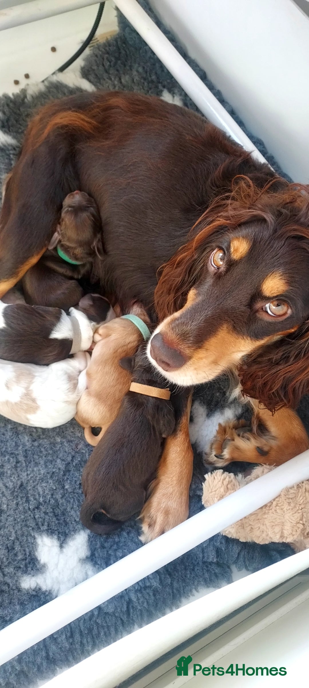 Cocker Spaniel dogs for sale: One tri colour girl looking for forever home - Image 6