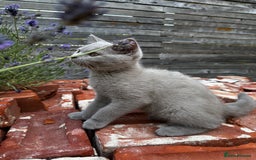 British Shorthair cats for sale: BSH kitten - Young lilac male - Available now. - Image 1