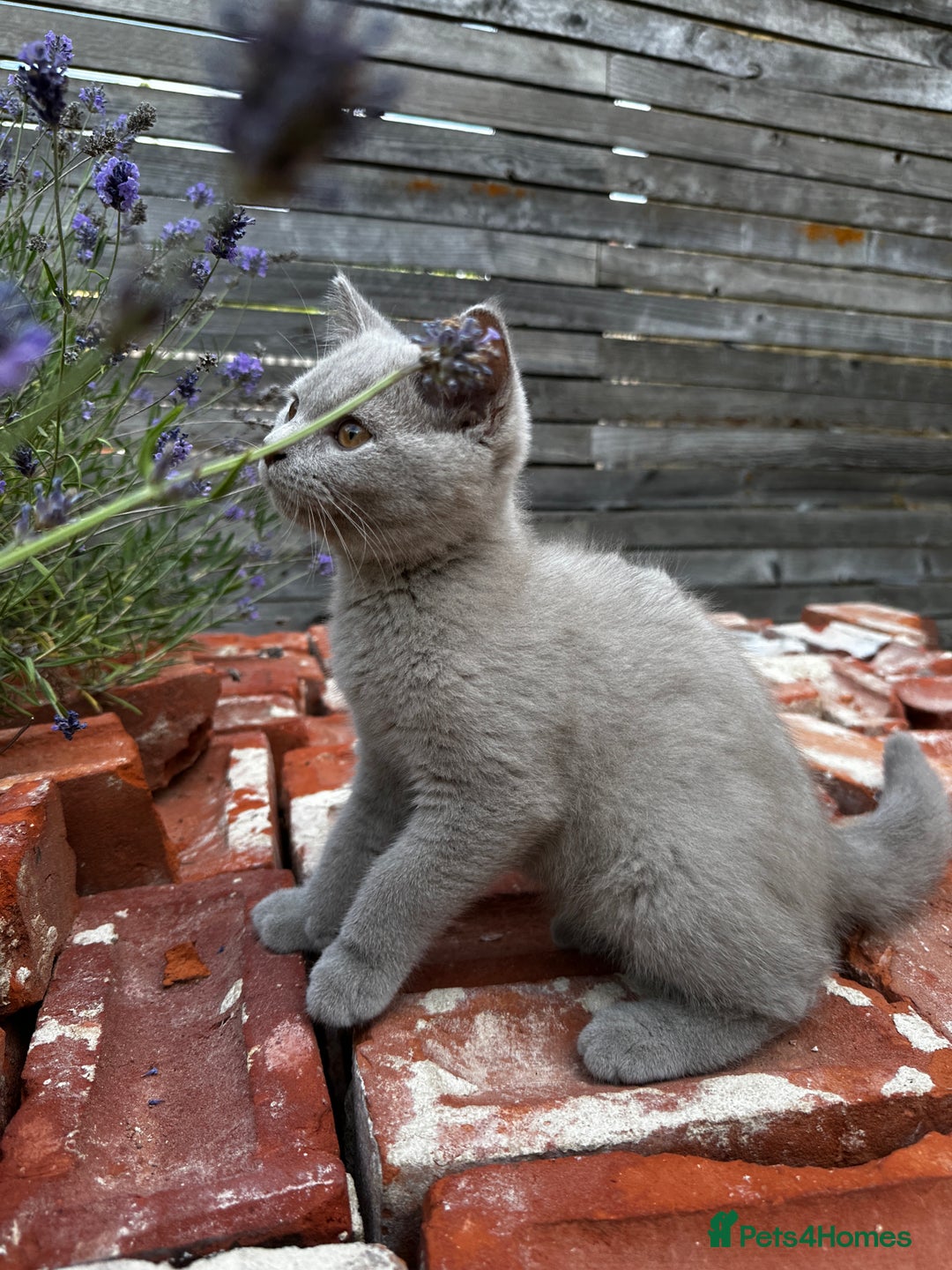 British Shorthair cats for sale: BSH kitten - Young lilac male - Available now. - Image 1