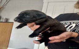 Mixed Breed dogs for sale: Gorgeous medium pups - Image 6
