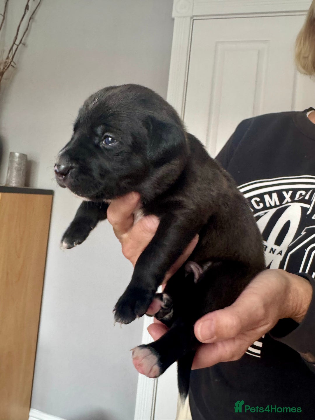 Mixed Breed dogs for sale: Gorgeous medium pups - Image 6