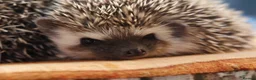 Pygmy Hedgehog rodents for sale: Three beautiful boys for sale - Advert 15
