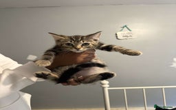 Ragdoll cats for sale: Ragdoll x bengal //// bengal x tabby - Image 25