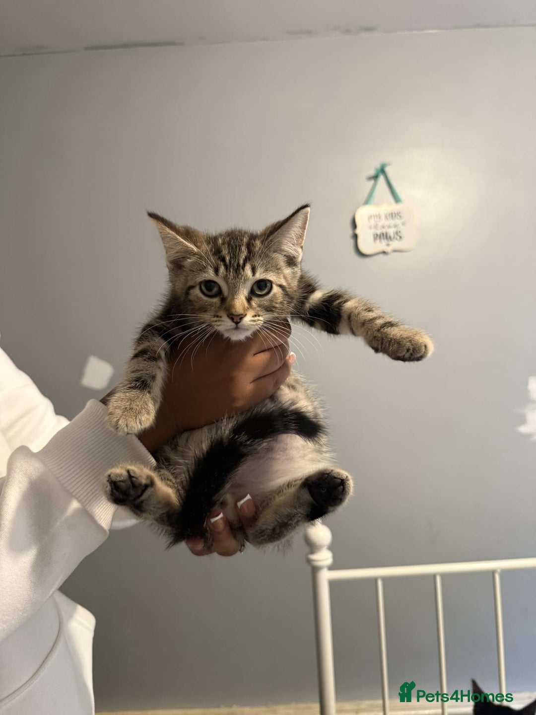Ragdoll cats for sale: Ragdoll x bengal //// bengal x tabby - Image 25