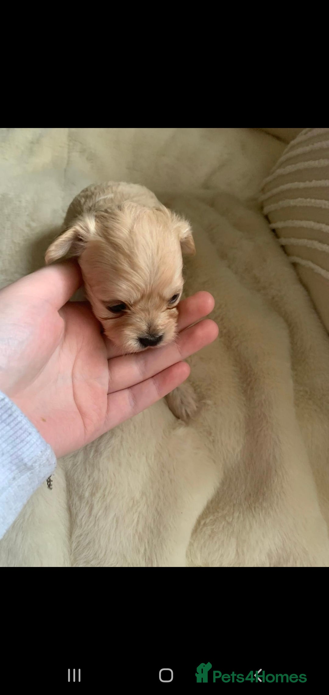 Chipoo dogs for sale: Beautiful Chipoo puppies.  - Advert 19