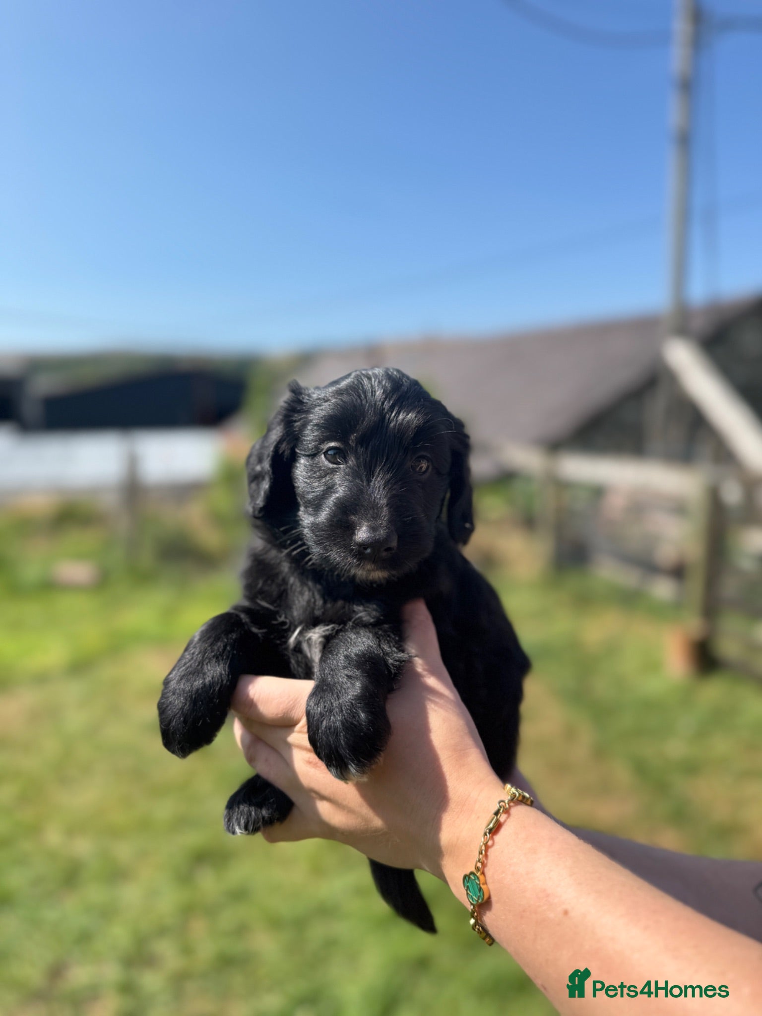 Bordoodle dogs Bordoodle Puppies ⭐ - Advert 1