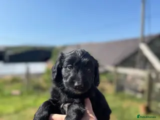 Bordoodle dogs Bordoodle Puppies ⭐ - Advert 1