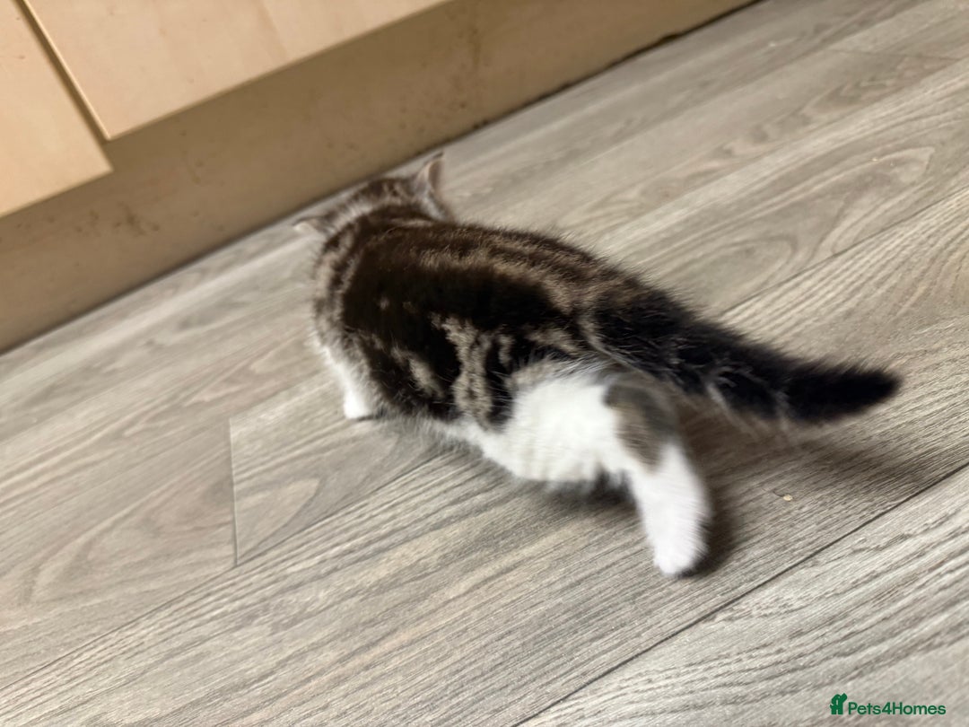 Mixed Breed cats for sale: 4 beautiful kitty’s for sale  - Advert 12