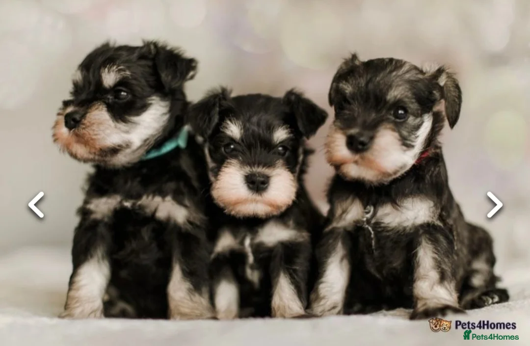 Miniature Schnauzer dogs for stud: Handsome black and silver Miniature Schnauzer  in Cambridge - Advert 28