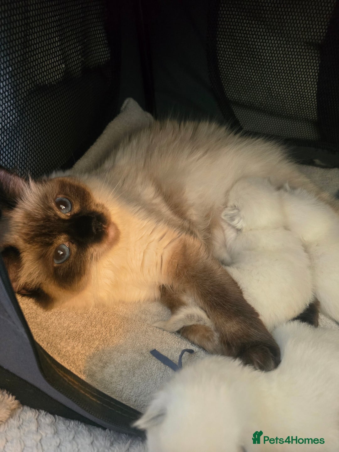 Ragdoll cats for sale: Precious GCOF Registered Ragdoll Kittens - 3 Boys - Advert 13