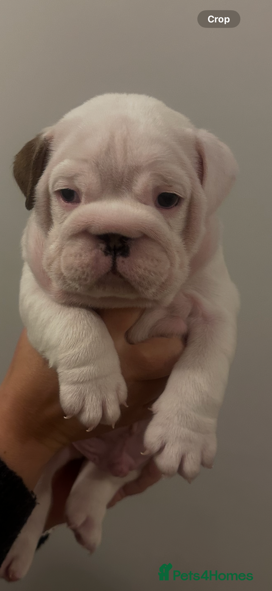 English Bulldog dogs for sale: Full Pedigree KC Registered English Bulldogs - Advert 6