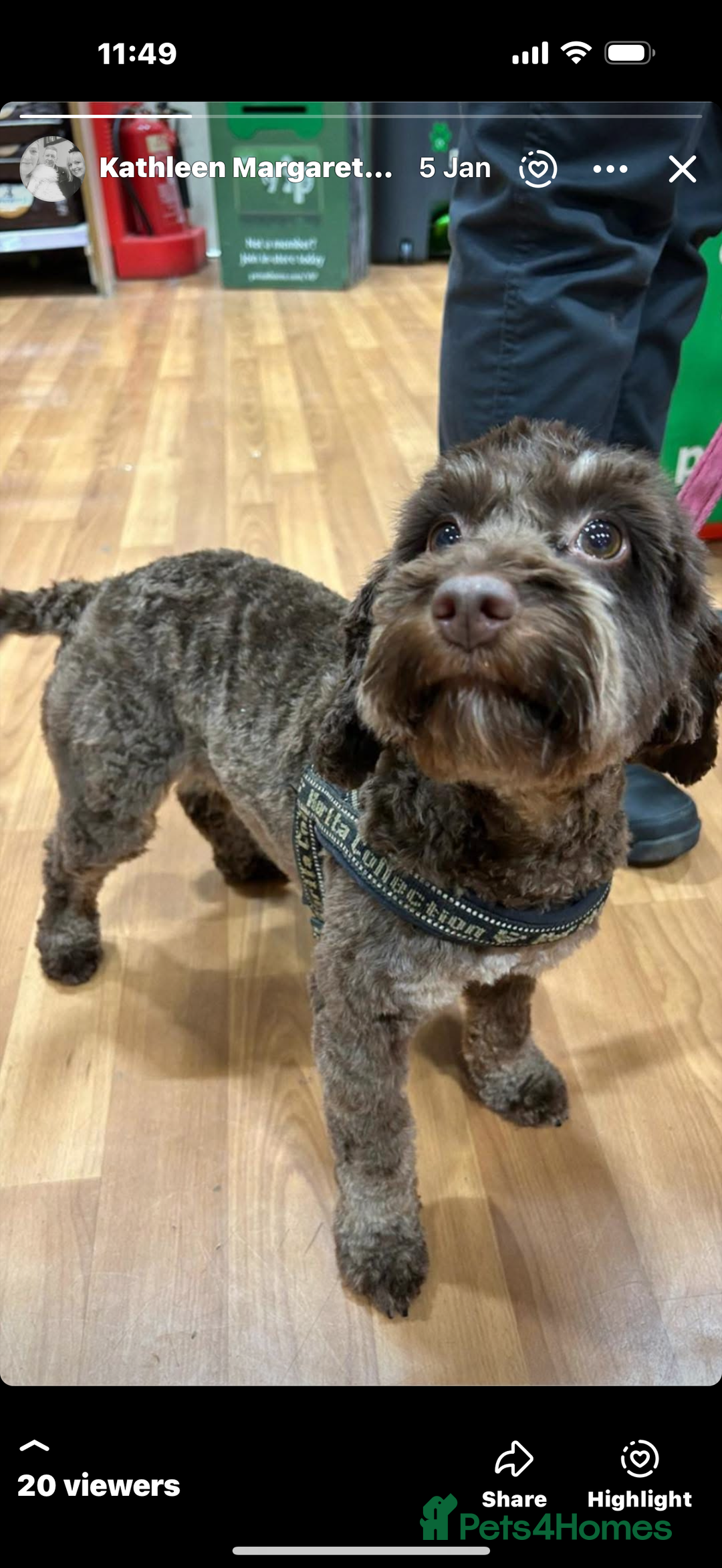 Cockapoo dogs for sale: Cockapoo/ cocker spaniel puppies - Advert 2