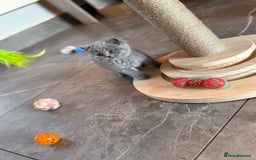British Shorthair cats for sale: Champion mum & dad litter 1 🩵 & 1 🩷 - Image 16