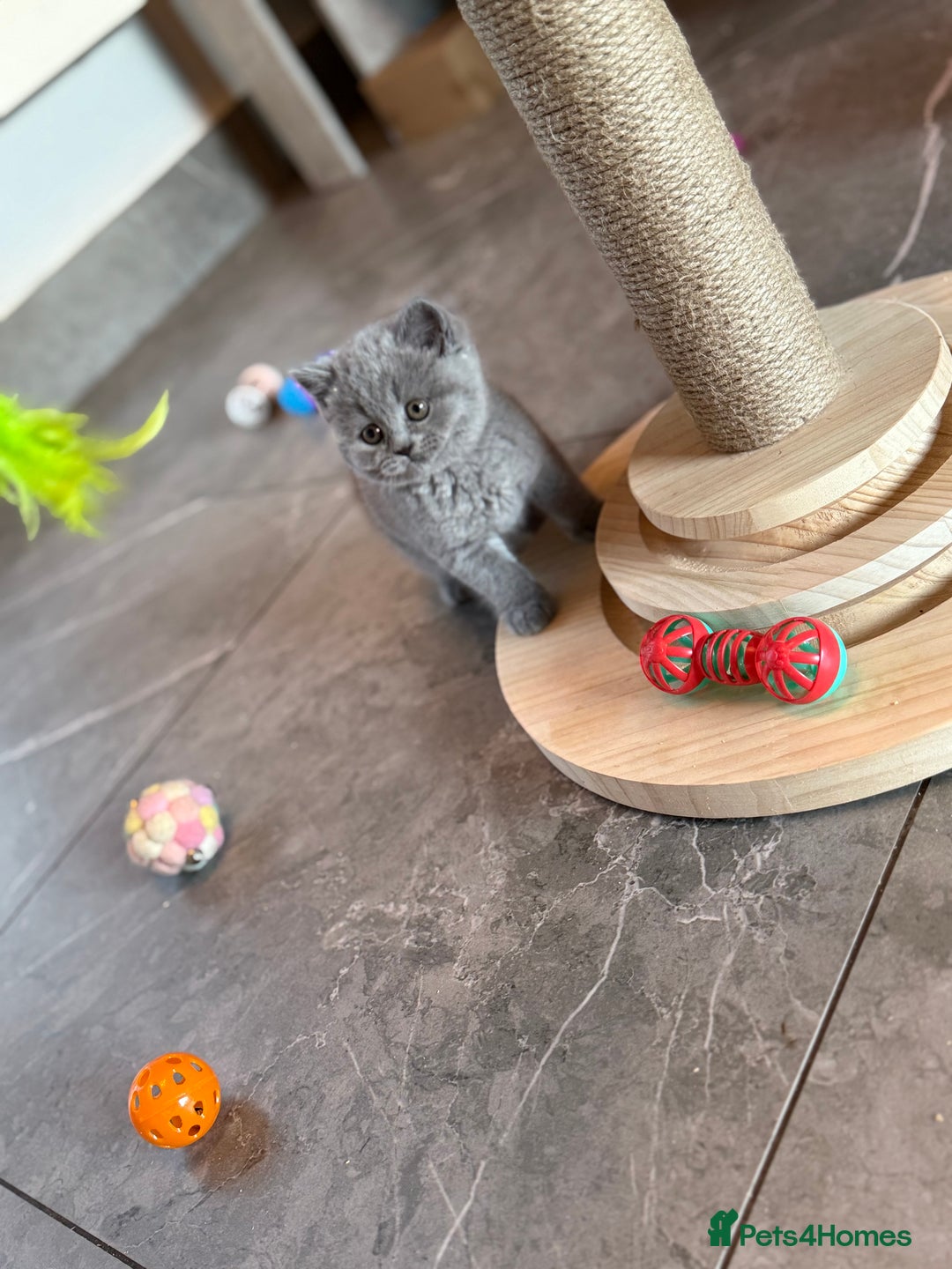 British Shorthair cats for sale: Champion mum & dad litter 1 🩵 & 1 🩷 - Image 16