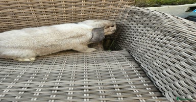 Mini Lop rabbits - Advert 13