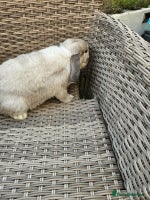 Mini Lop rabbits - Advert 1