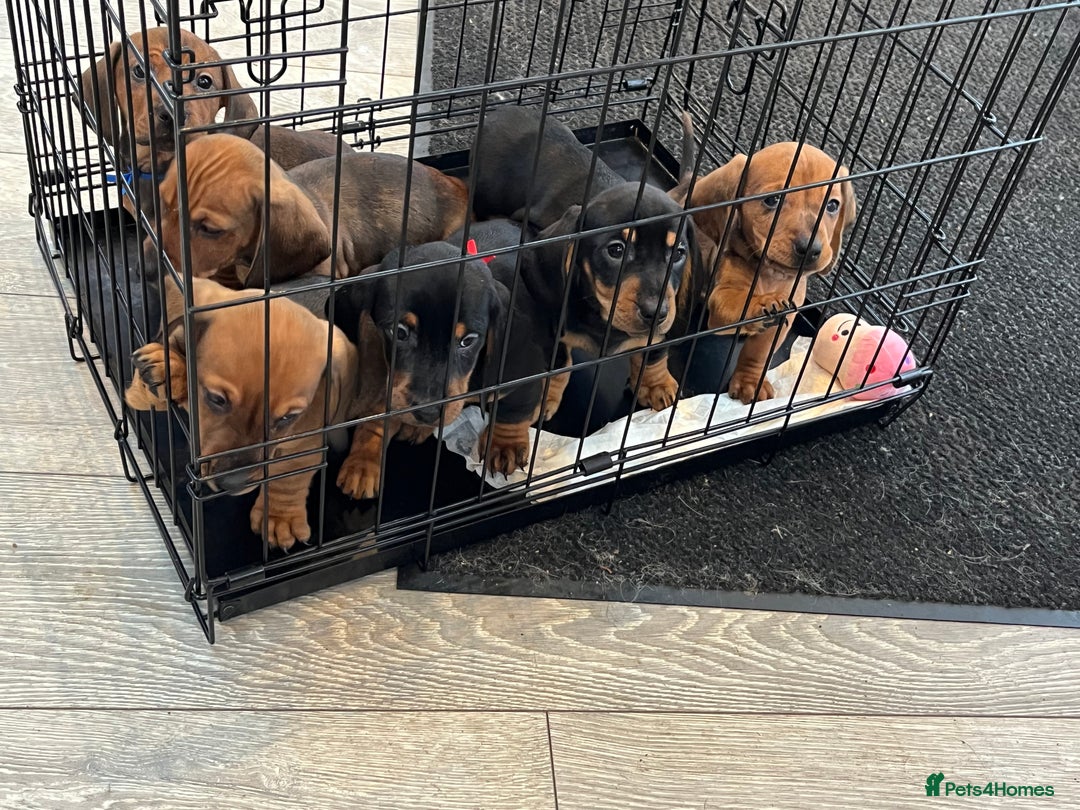 Dachshund dogs for sale: Dachshunds puppies  - Advert 3