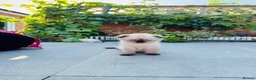 Scottish Fold cats for sale: Scottish Fold Kittens Ready For Forever Homes - Advert 15