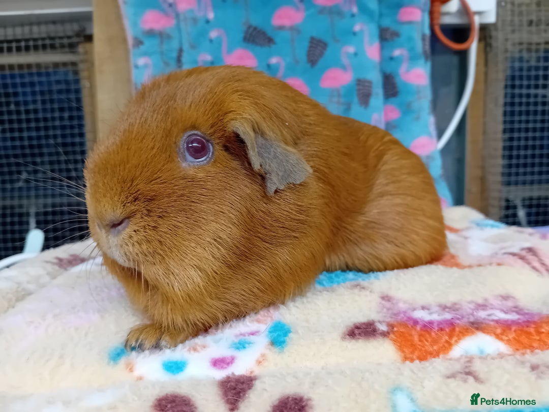 Guinea Pig rodents for sale: Baby Sheltie Sows/ Retired PE Self Golden Sow - Image 10