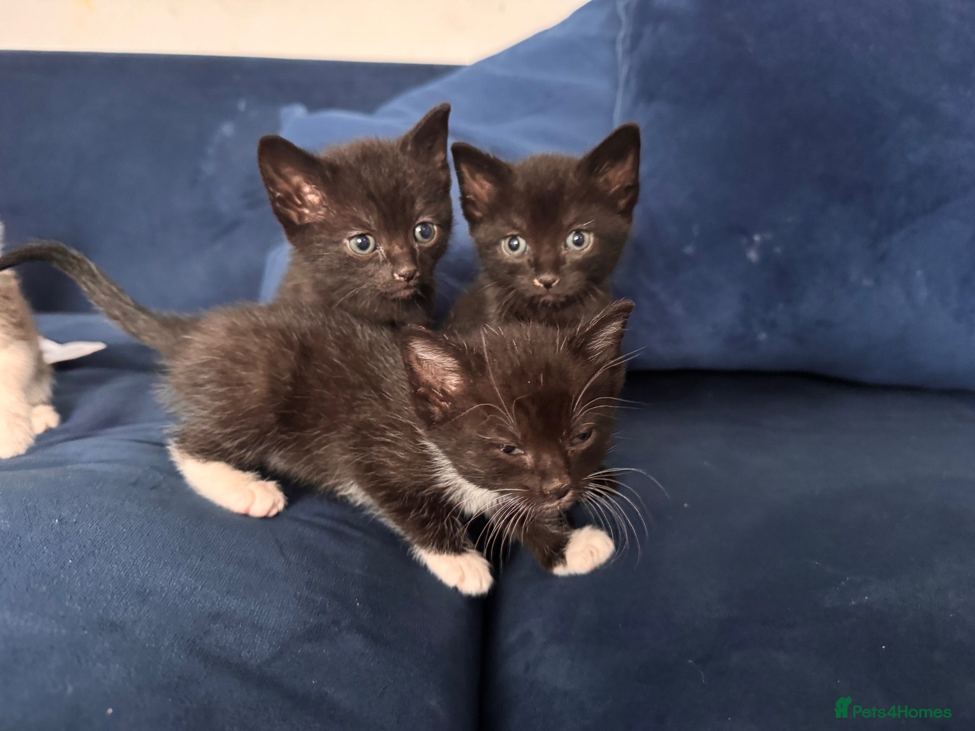 Mixed Breed cats Kittens mixed breed - Advert 16