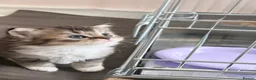British Shorthair cats for sale: British shorthair X Scottish X ragdoll mix - Advert 25
