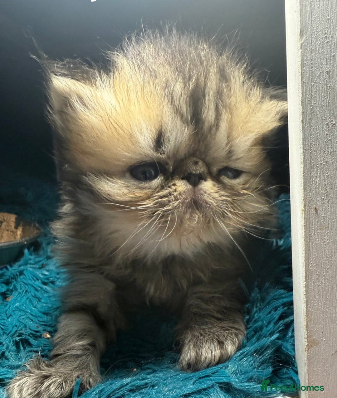 Persian cats for sale: Gorgeous Persians gccf registered pkd neg   - Image 12