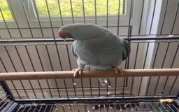 Ringnecks birds for sale: Female Ringneck - Image 1