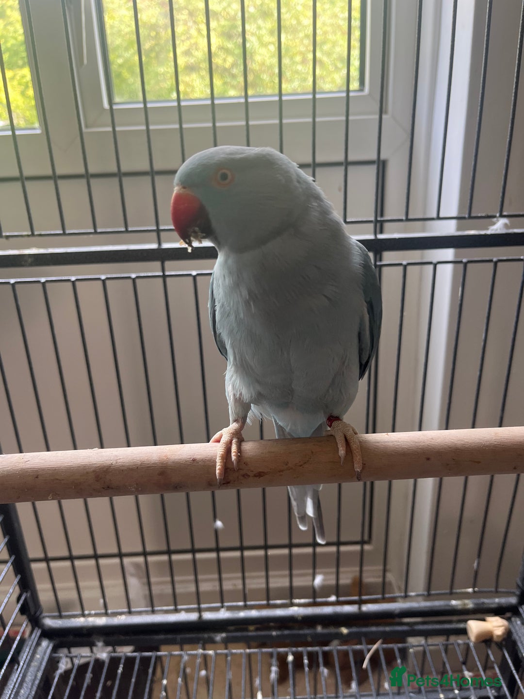Ringnecks birds for sale: Female Ringneck - Image 1