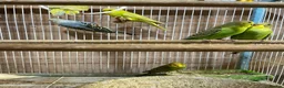 Budgerigars birds for sale: Budgies  - Advert 2