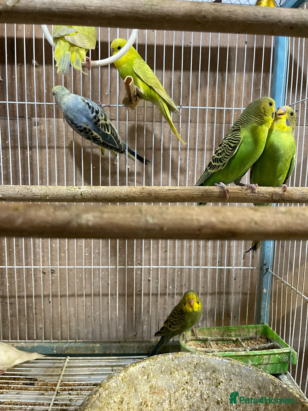 Budgerigars birds for sale: Budgies  - Advert 2