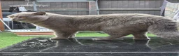 British Shorthair cats for stud: 💙 British Shorthair Blue Stud Service 💙 - Advert 4