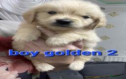 Goldendoodle dogs for sale: 🥰READY NOW GOLDENDOODLES🥰 - Image 4