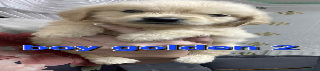 Goldendoodle Puppy 2