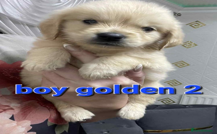 Goldendoodle dogs - Advert 2