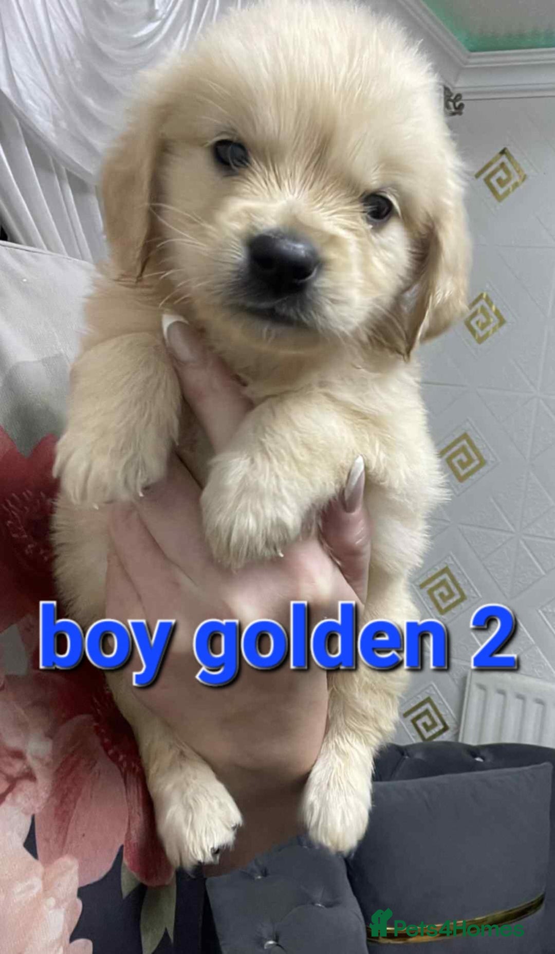 Goldendoodle dogs for sale: 🥰READY NOW GOLDENDOODLES🥰 - Image 4