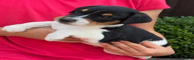 Jack Russell 1