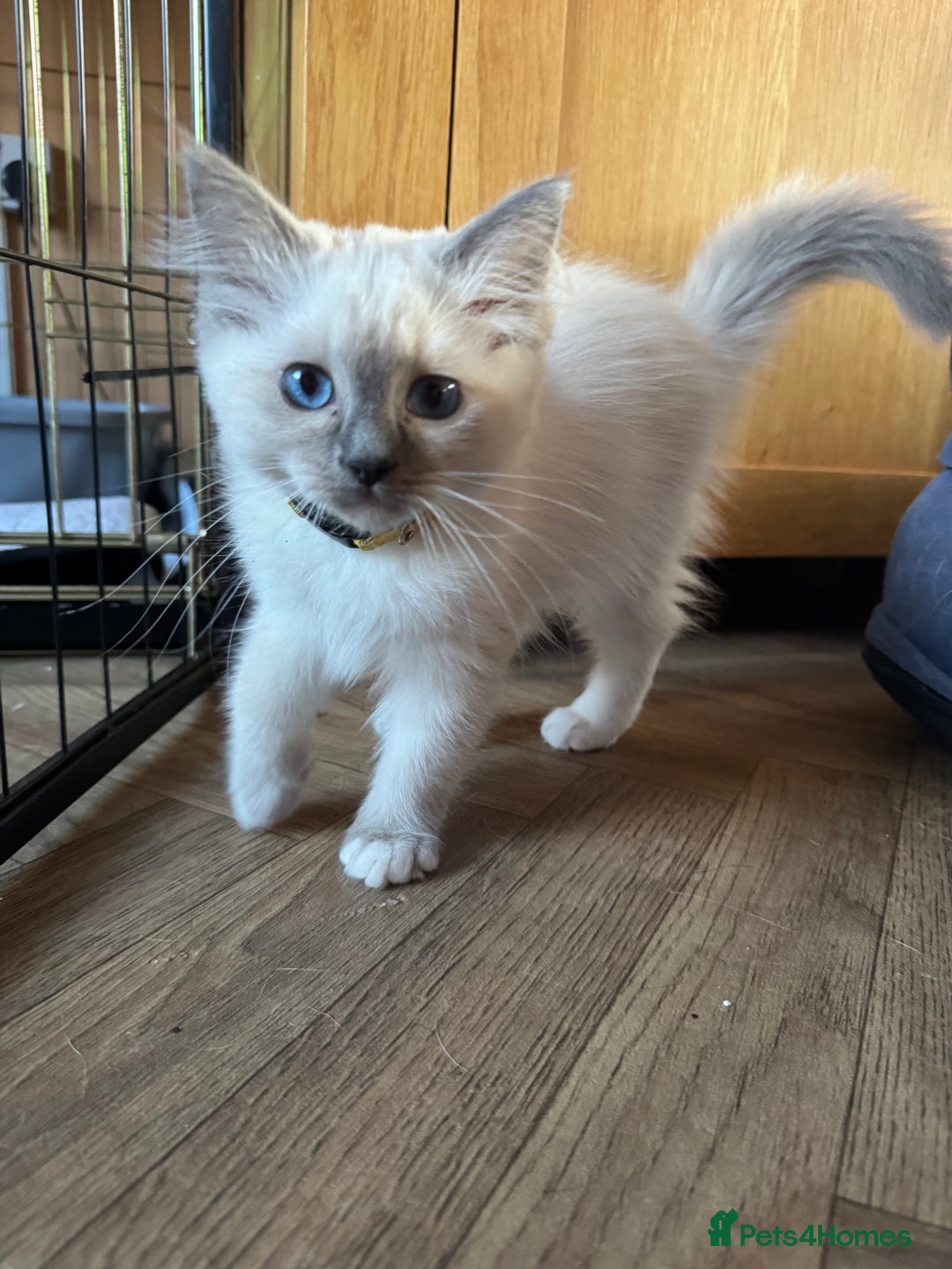 Ragdoll cats for sale: Beautiful  Blue point Mitted Ragdolls  - Image 13
