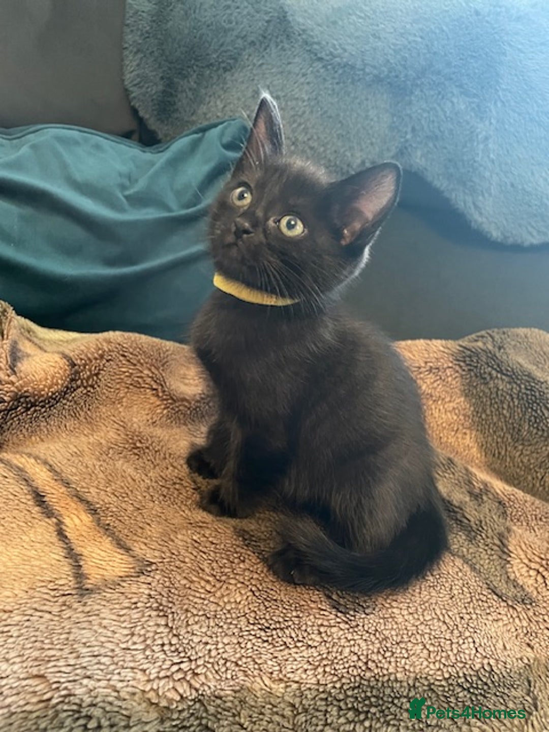 Mixed Breed cats for sale: READY NOW!!! 🐈‍⬛🐈‍⬛🐈‍⬛ - Image 16