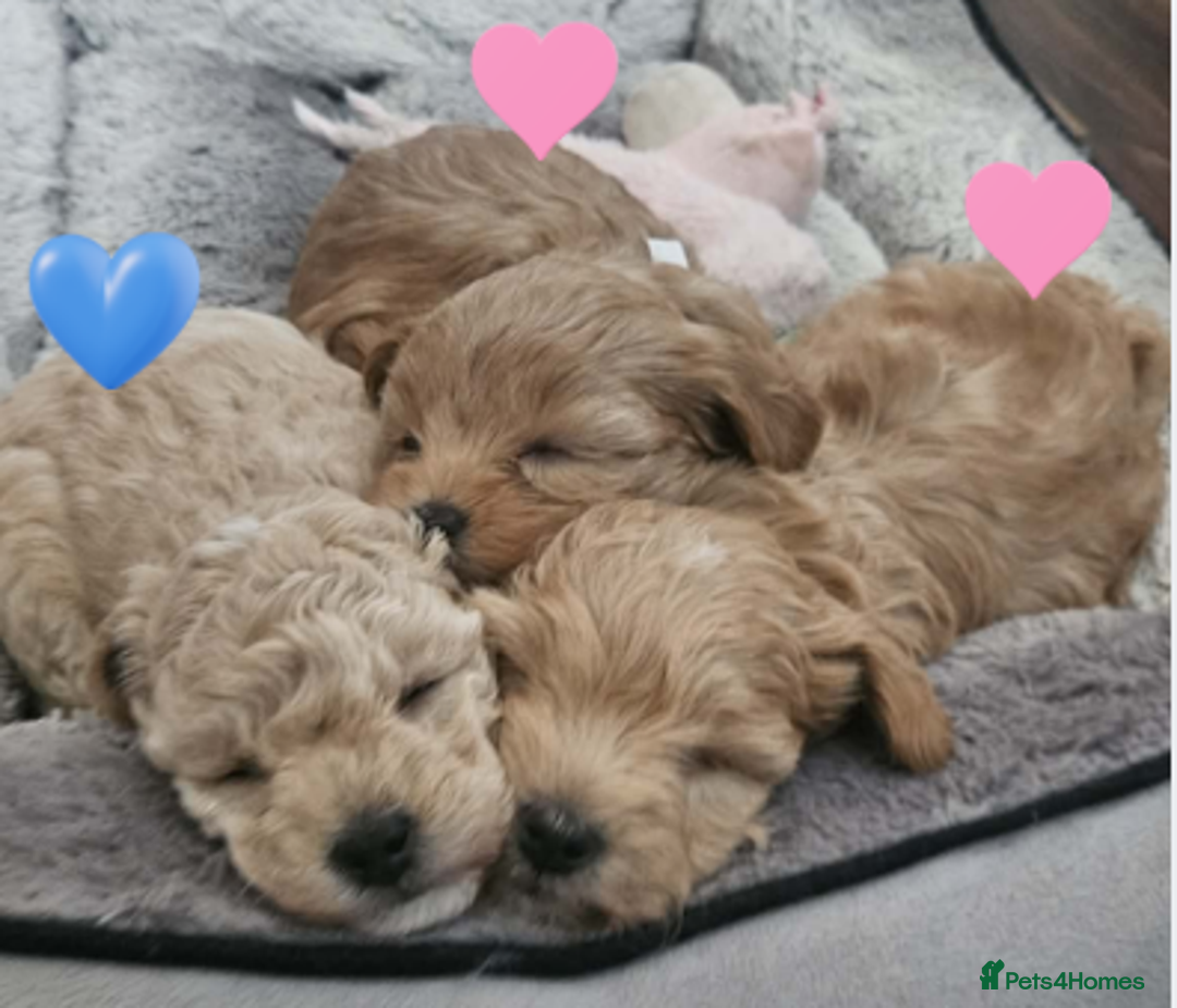 Maltipoo dogs for sale: Teddy Bear Maltipoo puppies - Advert 6