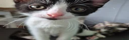 Mixed Breed cats for sale: Amazing family kittens - Advert 6
