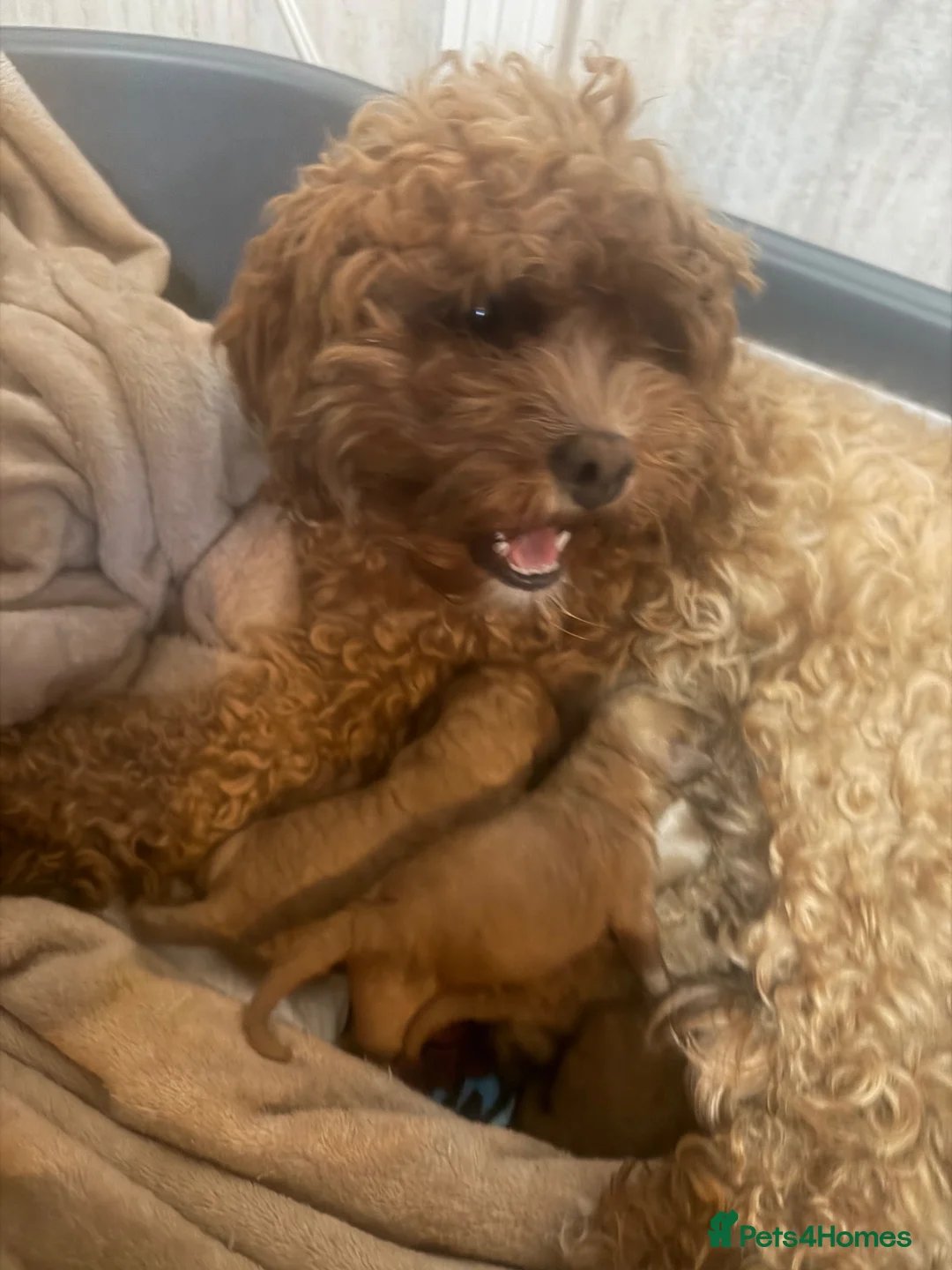 Cavapoo dogs for sale: Beautiful cavapoo pups  in Shoreham-by-Sea - Advert 2