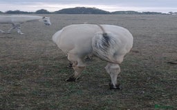 American Quarter horses for sale: Stunning Quarter horse colt - Image 4