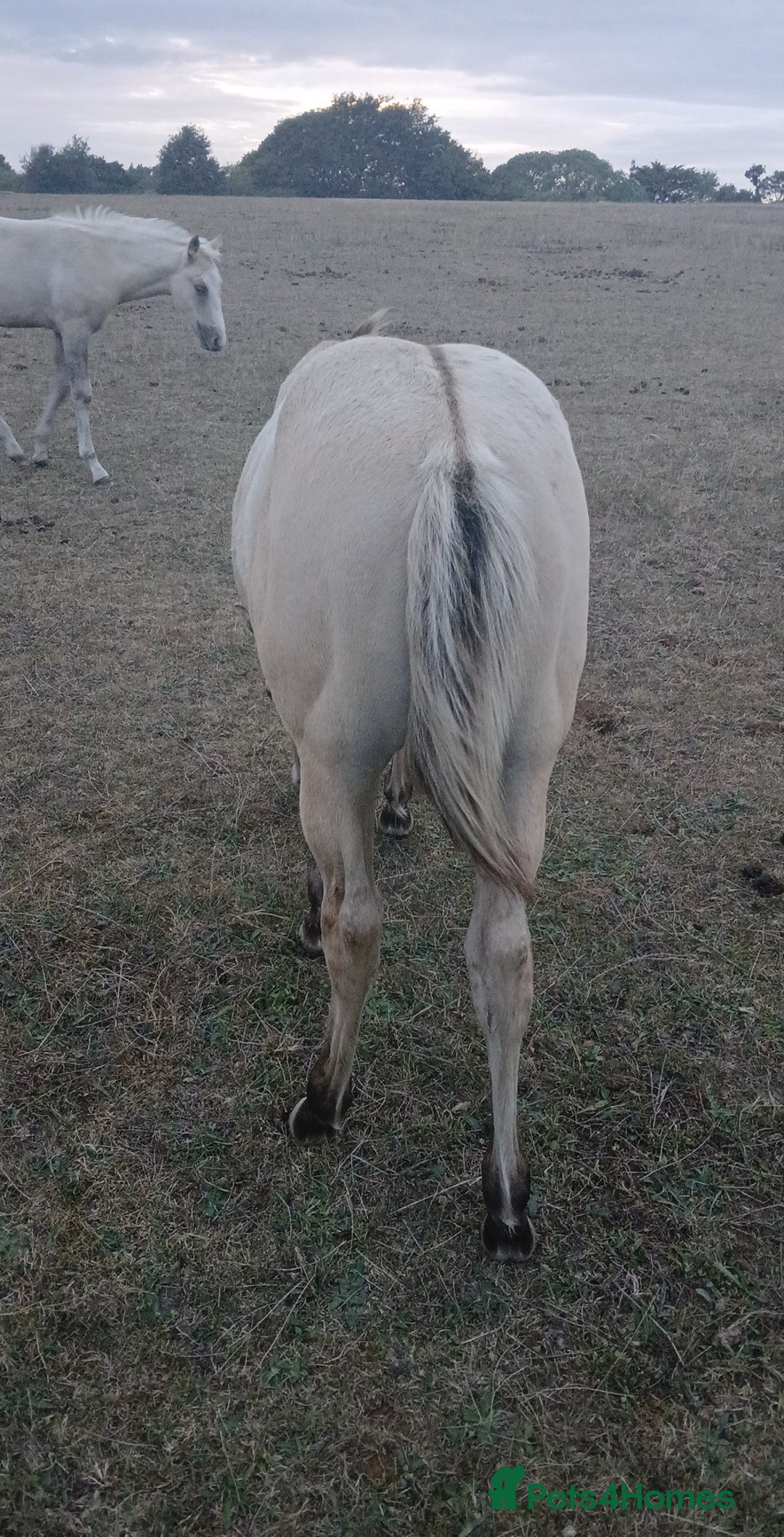 American Quarter horses for sale: Stunning Quarter horse colt - Image 4