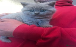 British Shorthair cats for sale: British Shorthair  - Image 5