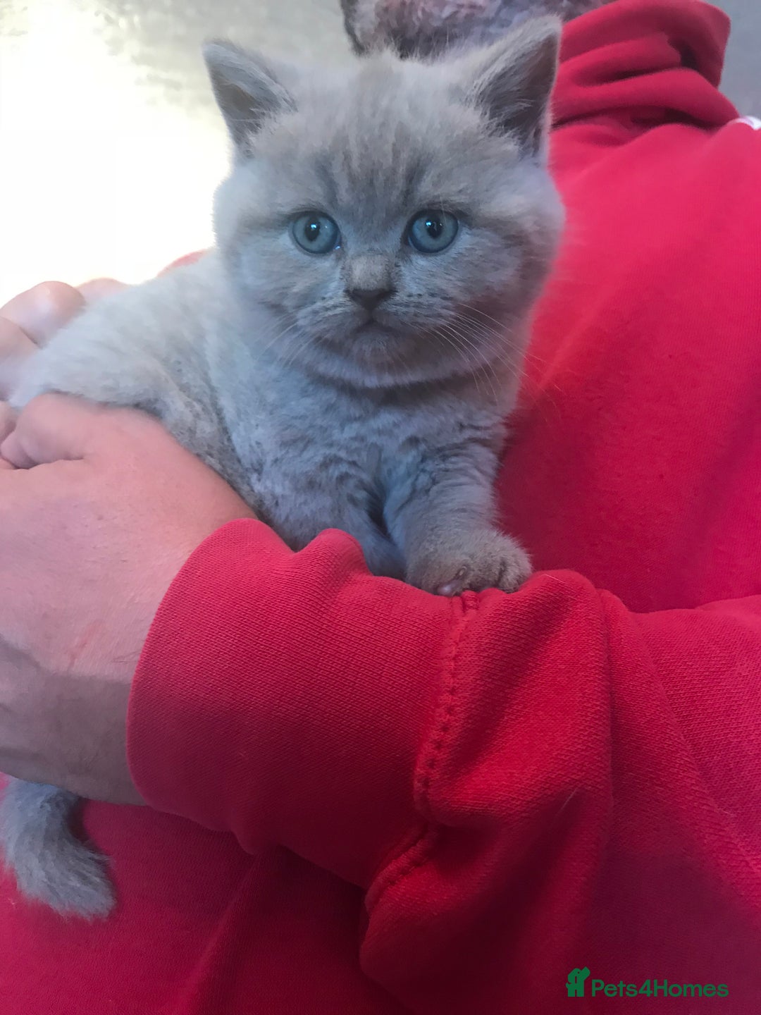 British Shorthair cats for sale: British Shorthair  - Image 5