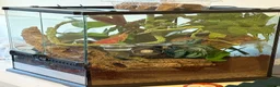 Gecko reptiles for sale: Crested Gecko and full bio tank 10 months old - Advert 7