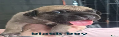 Black Boy