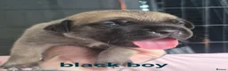 Mixed Breed dogs for sale: Boerso Babies  - Advert 31
